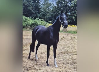 Westfaal, Merrie, 4 Jaar, 166 cm, Zwart