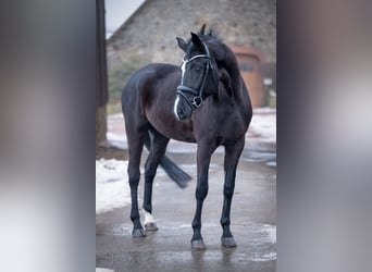Westfaal, Merrie, 4 Jaar, 166 cm, Zwart
