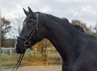 Westfaal, Merrie, 4 Jaar, 166 cm, Zwartbruin