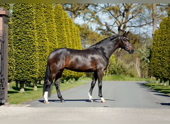 Westfaal, Merrie, 4 Jaar, 166 cm, Zwartbruin