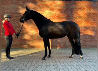 Westfaal, Merrie, 4 Jaar, 166 cm, Zwartbruin