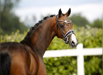 Westfaal, Merrie, 4 Jaar, 167 cm, Bruin