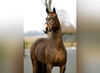 Westfaal, Merrie, 4 Jaar, 167 cm, Bruin