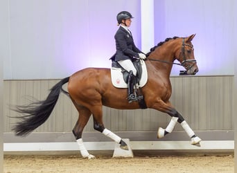 Westfaal, Merrie, 4 Jaar, 167 cm, Bruin