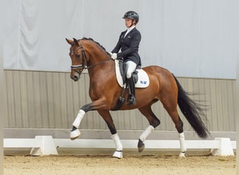 Westfaal, Merrie, 4 Jaar, 167 cm, Bruin