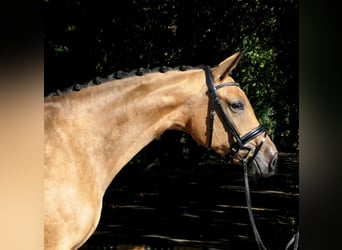 Westfale, Stute, 4 Jahre, 167 cm, Buckskin