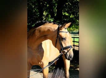 Westfale, Stute, 4 Jahre, 167 cm, Buckskin