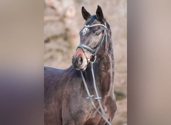 Westfaal, Merrie, 4 Jaar, 167 cm, Donkerbruin