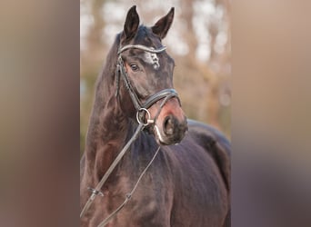 Westfaal, Merrie, 4 Jaar, 167 cm, Donkerbruin