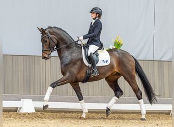 Westfaal, Merrie, 4 Jaar, 167 cm, Donkerbruin