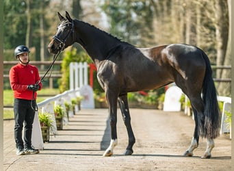 Westfaal, Merrie, 4 Jaar, 167 cm, Donkerbruin