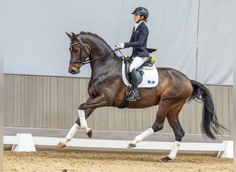 Westfaal, Merrie, 4 Jaar, 167 cm, Donkerbruin