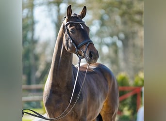 Westfaal, Merrie, 4 Jaar, 167 cm, Donkerbruin