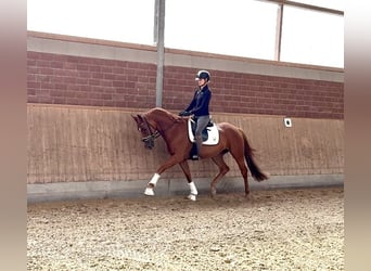 Westfaal, Merrie, 4 Jaar, 167 cm, Donkere-vos