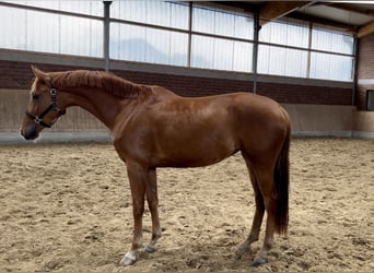 Westfaal, Merrie, 4 Jaar, 167 cm, Donkere-vos