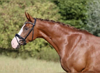 Westfaal, Merrie, 4 Jaar, 167 cm, Vos