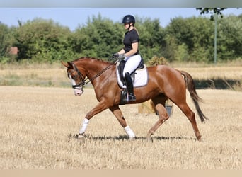 Westfaal, Merrie, 4 Jaar, 167 cm, Vos