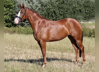 Westfaal, Merrie, 4 Jaar, 167 cm, Vos
