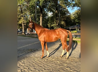Westfaal, Merrie, 4 Jaar, 167 cm, Vos