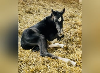 Westfaal, Merrie, 4 Jaar, 167 cm, Zwart