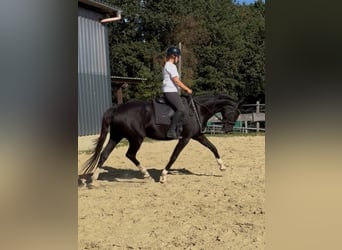 Westfaal, Merrie, 4 Jaar, 167 cm, Zwart