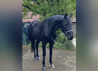 Westfaal, Merrie, 4 Jaar, 167 cm, Zwartbruin