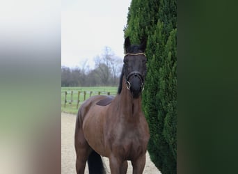 Westfaal, Merrie, 4 Jaar, 167 cm, Zwartbruin