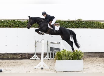 Westfaal, Merrie, 4 Jaar, 167 cm, Zwartbruin