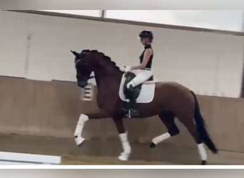 Westfaal, Merrie, 4 Jaar, 168 cm, Bruin