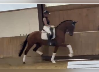 Westfaal, Merrie, 4 Jaar, 168 cm, Bruin