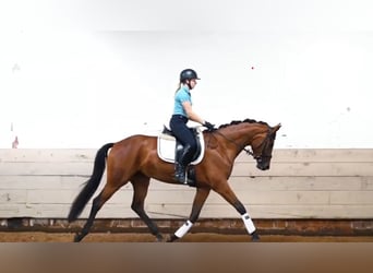 Westfaal, Merrie, 4 Jaar, 168 cm, Bruin