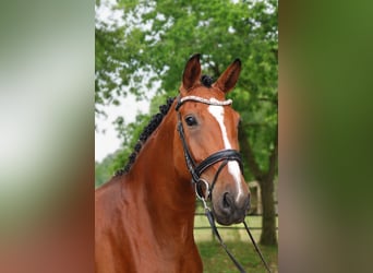 Westfaal, Merrie, 4 Jaar, 168 cm, Bruin