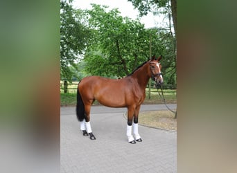 Westfaal, Merrie, 4 Jaar, 168 cm, Bruin