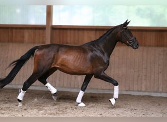 Westfaal, Merrie, 4 Jaar, 168 cm, Bruin