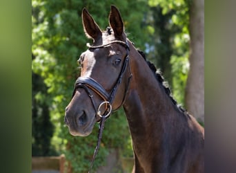 Westfaal, Merrie, 4 Jaar, 168 cm, Bruin