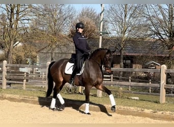 Westfaal, Merrie, 4 Jaar, 168 cm, Bruin