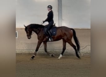 Westfaal, Merrie, 4 Jaar, 168 cm, Bruin