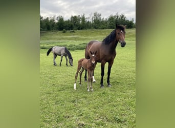 Westfaal, Merrie, 4 Jaar, 168 cm, Bruin