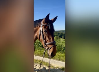 Westfaal, Merrie, 4 Jaar, 168 cm, Bruin