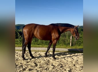 Westfaal, Merrie, 4 Jaar, 168 cm, Bruin