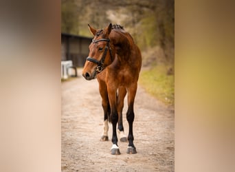Westfaal, Merrie, 4 Jaar, 168 cm, Bruin