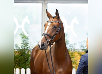 Westfaal, Merrie, 4 Jaar, 168 cm, Bruin