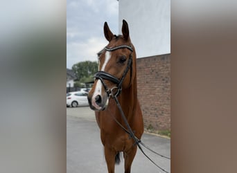 Westfaal, Merrie, 4 Jaar, 168 cm, Donkerbruin