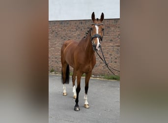 Westfaal, Merrie, 4 Jaar, 168 cm, Donkerbruin
