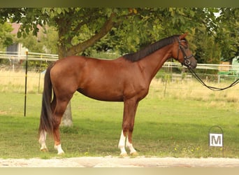 Westfaal, Merrie, 4 Jaar, 168 cm, Donkere-vos