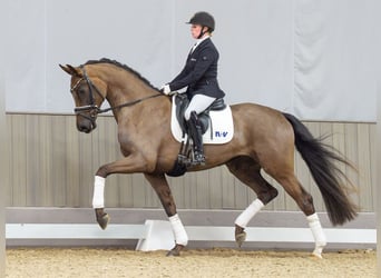 Westfaal, Merrie, 4 Jaar, 168 cm, Donkere-vos