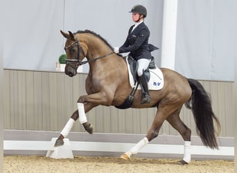Westfaal, Merrie, 4 Jaar, 168 cm, Donkere-vos