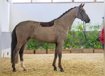 Westfaal, Merrie, 4 Jaar, 168 cm, Donkere-vos