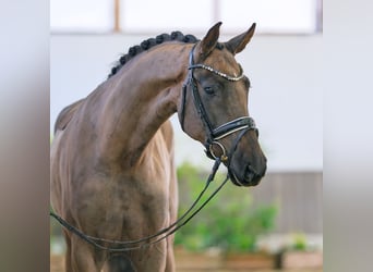 Westfaal, Merrie, 4 Jaar, 168 cm, Donkere-vos