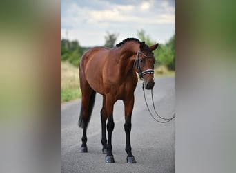 Westfaal, Merrie, 4 Jaar, 168 cm, Roodbruin